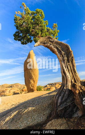 Juniper tree and conical rock at Jumbo Rocks in Joshua Tree National Park California USA. Stock Photo