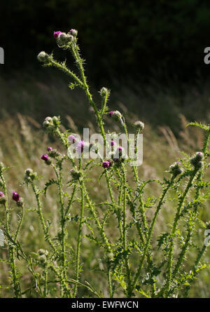Marsh Thistle or European Swamp Thistle, Cirsium palustre, Asteraceae. Stock Photo
