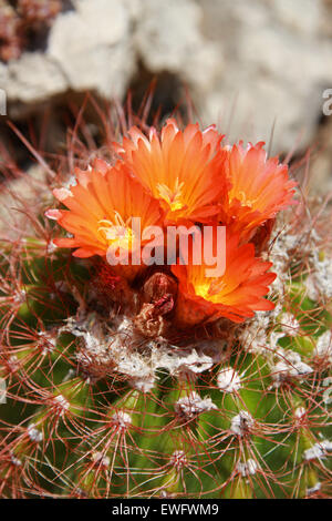 Cactus, Notocactus horstii, Cactaceae. Syn. Parodia horstii. Stock Photo