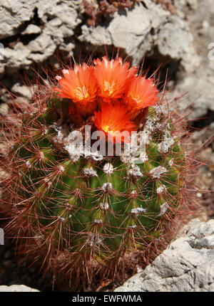 Cactus, Notocactus horstii, Cactaceae. Syn. Parodia horstii. Stock Photo