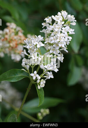 Common Privet or European Privet, Ligustrum vulgare, Oleaceae. Stock Photo