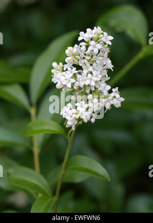 Common Privet or European Privet, Ligustrum vulgare, Oleaceae. Stock Photo