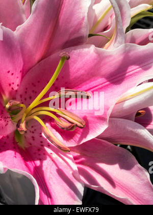 Stargazer Pink Lily Stock Photo