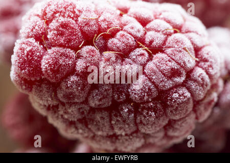 Extreme macro shot of a frozen raspberry covered with ice crystals Stock Photo