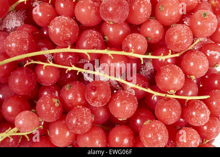 Background from many frozen currants covered with ice crystals Stock Photo