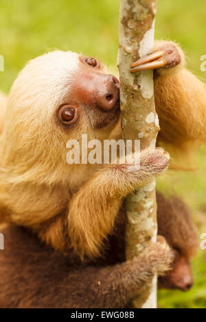 Hoffmann's two-toed sloth (Choloepus hoffmanni) Aviarios del Caribe. Costa Rica. America Stock Photo