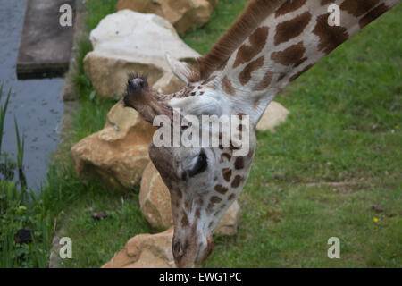 Young giraffe feeding on grass Stock Photo