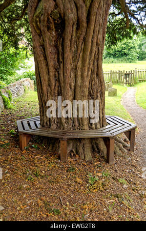 Octagonal tree seat in church yard. Stock Photo