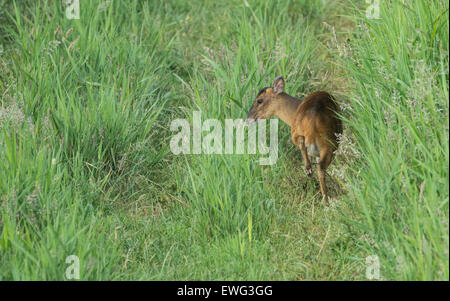 Reeves' muntjac (Muntiacus reevesi) Adult photographed in summer. Stock Photo