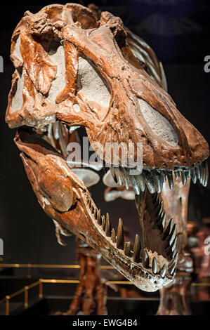 Tyrannosaurus Rex skeleton at the  Royal Tyrrell Museum in Drumheller, Alberta, Canada Stock Photo