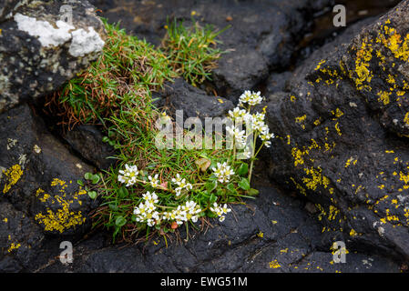 Common scurvygrass, Cochlearia officinalis, wildflower, Isle of Mull, Hebrides, Argyll and Bute, Scotland Stock Photo