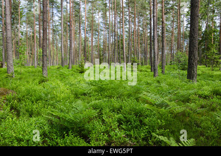 Green ground with fern and blueberry twigs in a bright pine tree forest Stock Photo
