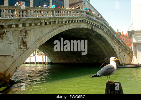 Venice- Yellow legged Gull (Larus michahellis) and Rialto Bridge Stock Photo