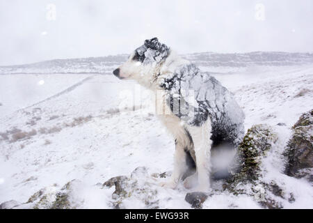 Border collie sheepdog out working in blizzard conditions in the hills ...