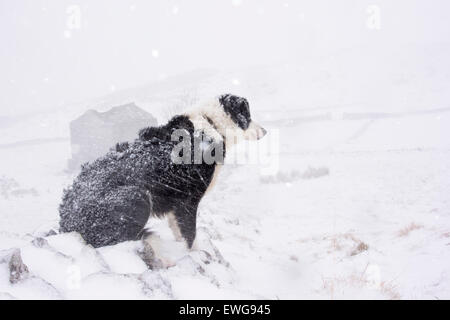 Border collie sheepdog out working in blizzard conditions in the hills ...