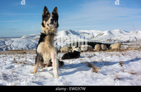 Border Collie sheepdog watching flock of sheep in snow, Cumbria, UK Stock Photo