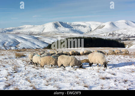 Feeding flock of Swaledale ewes on high moorland in snow, with Howgill Fells in the background. Cumbria, UK Stock Photo