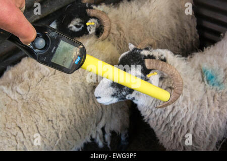 Electronic Identification device (EID) tag reader being used on sheep, reading tags. Stock Photo