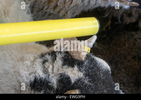 Electronic Identification device (EID) tag reader being used on sheep, reading tags. Stock Photo