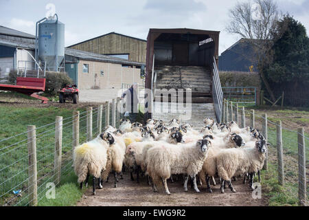 Swaledale sheep being loaded onto a livestock wagon, coming home after being on winter keep, Cumbria, UK Stock Photo