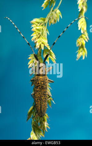a kind of coleoptera cerambycidae insects, this insect with large ...