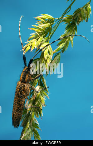 a kind of coleoptera cerambycidae insects, this insect with large ...