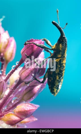 Beetle Beet weevil (Lixus subtilis) Stock Photo