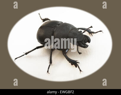 Beetle Krawczyk-holovatch (lat. Lethrus apterus) is a beetle of the family of the dung beetles burrowing animals (Geotrupidae). Stock Photo