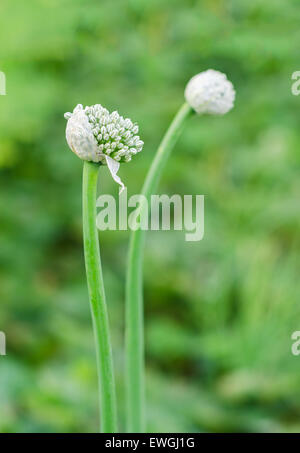 Garlic flower bud in the garden. Flowering onion. Stock Photo