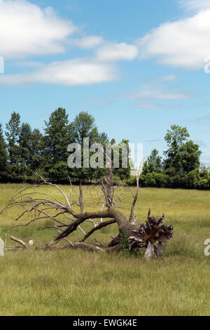 Dead tree in meadow. Stock Photo