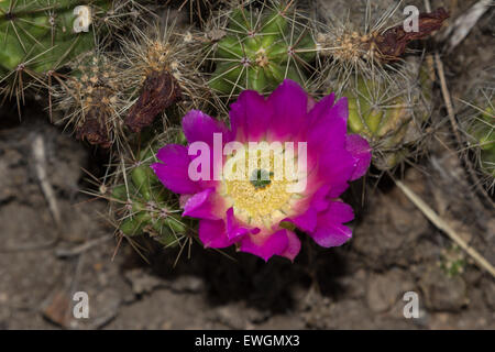 Strawberry hedgehog cactus, Echinocereus engelmannii, with a bright pink flower blooms in spring in the Sonoran Desert, Arizona Stock Photo