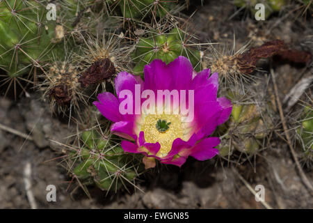 Strawberry hedgehog cactus, Echinocereus engelmannii, with a bright pink flower blooms in spring in the Sonoran Desert, Arizona Stock Photo