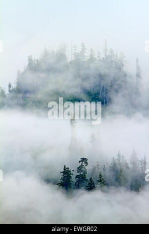 Thick fog along the coast of the Great Bear rainforest along the British Columbia coastline, Canada. Stock Photo