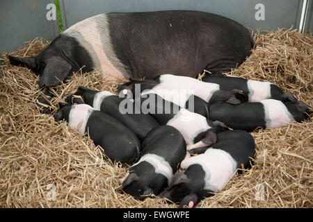 Pigs asleep in a sty Stock Photo