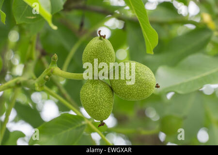 Three fresh and growing walnuts on the tree. Stock Photo