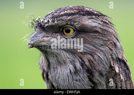 Tawny Frogmouth (podargus strigoides) Stock Photo