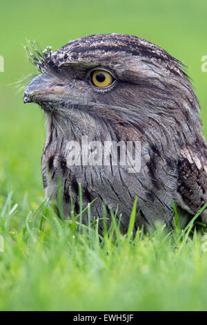 Tawny Frogmouth (podargus strigoides) Stock Photo