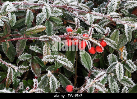 Berlin, Germany, ueberzogene with hoarfrost leaves and fruits of cotoneaster Stock Photo