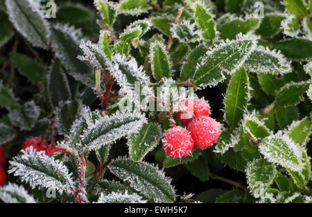 Berlin, Germany, ueberzogene with hoarfrost leaves and fruits of cotoneaster Stock Photo