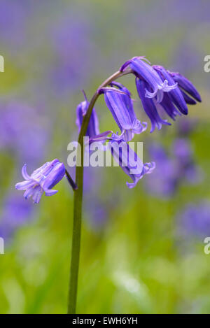 Bluebell, Hyacinthoides non-scripta, Endymion non-scriptus, wildflower, Carstramon Wood, Dumfries & Galloway, Scotland Stock Photo