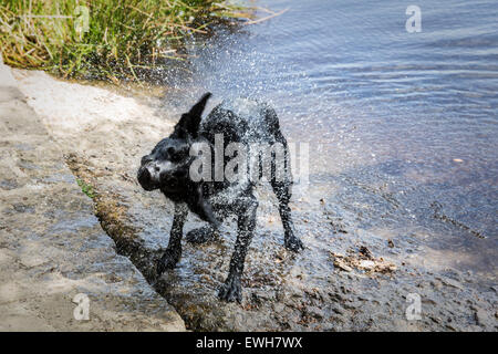 Black labrador shaking itself dry after a swim, England, UK. Stock Photo