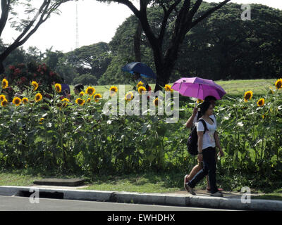 Quezon City, Philippines. 25th June, 2015. Filipinos walk alongside hybrid sunflowers blooming along the road leading to the University of the Philippines Diliman. It has been a custom to plant sunflower seeds on the first day of classes in the university in order for the flowers to bloom on graduation day. Due to the academic calendar shift being implemented at the university, the sunflowers were crossed with okra genes to let them grow in the rainy season. © Richard James Mendoza/Pacific Press/Alamy Live News Stock Photo