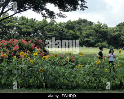 Quezon City, Philippines. 25th June, 2015. Filipinos take pictures of hybrid sunflowers blooming along the road leading to the University of the Philippines Diliman. It has been a custom to plant sunflower seeds on the first day of classes in the university in order for the flowers to bloom on graduation day. Due to the academic calendar shift being implemented at the university, the sunflowers were crossed with okra genes to let them grow in the rainy season. © Richard James Mendoza/Pacific Press/Alamy Live News Stock Photo
