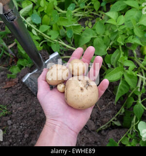 Titley, Herefordshire, UK - June 2015 - A gardener digs his first harvest of early crop potatoes today - this variety is called Rocket and has a white skin with white flesh. Stock Photo