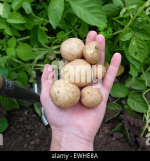 Titley, Herefordshire, UK - June 2015 - A gardener digs his first harvest of early crop potatoes today - this variety is called Rocket and has a white skin with white flesh. Stock Photo