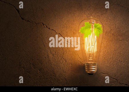 Tree sapling grows inside vintage edison style filament lighbulb Stock Photo