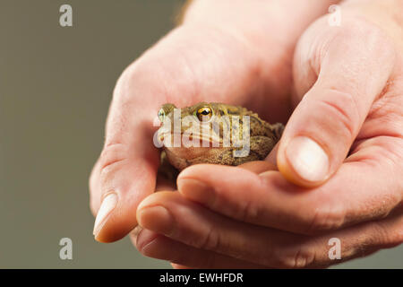 Gentle hands hold captive grumpy Eastern American toad Stock Photo