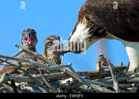 Osprey Feeding Chicks Stock Photo