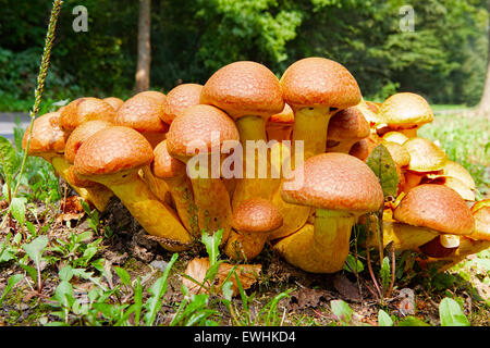 Many Nameko mushrooms on a tree stump at the roadside Stock Photo