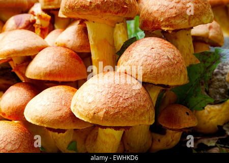 Close-up view of many Nameko mushrooms on a tree stump Stock Photo